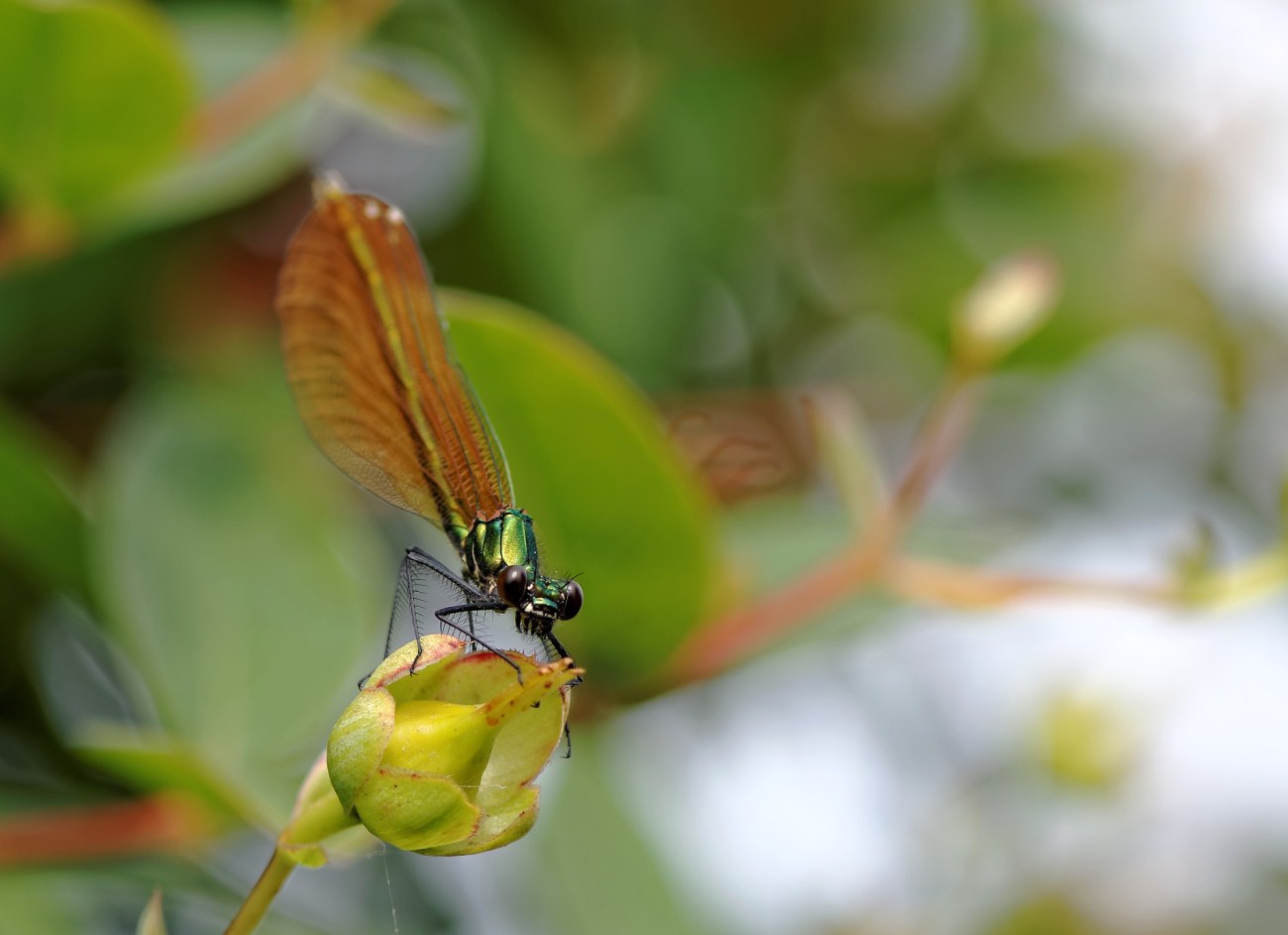 odonata,libellule,insecte,faune et flore,beautiful demoiselle femelle