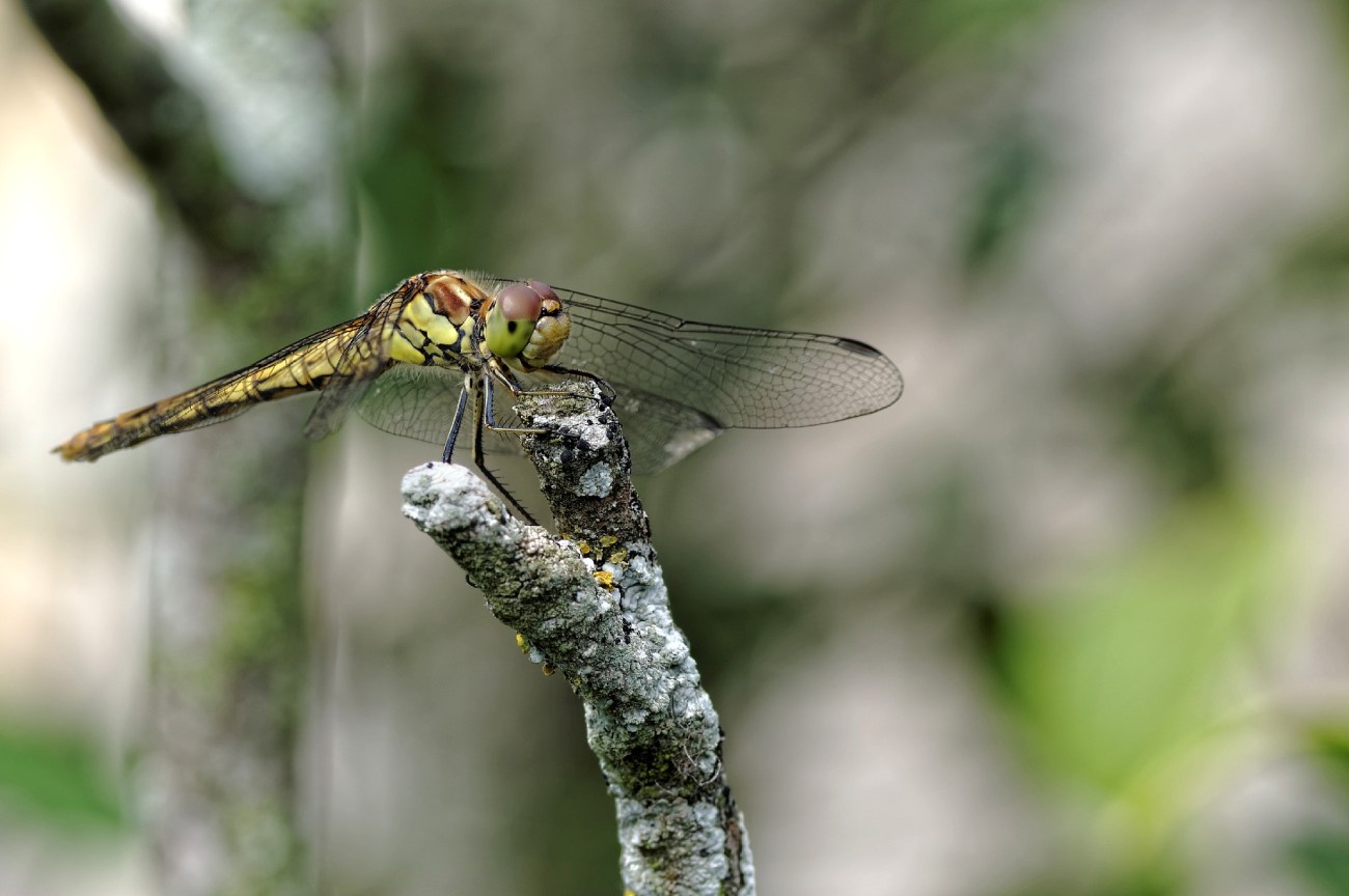 Libellule (Sympetrum striolatum), faune et flore