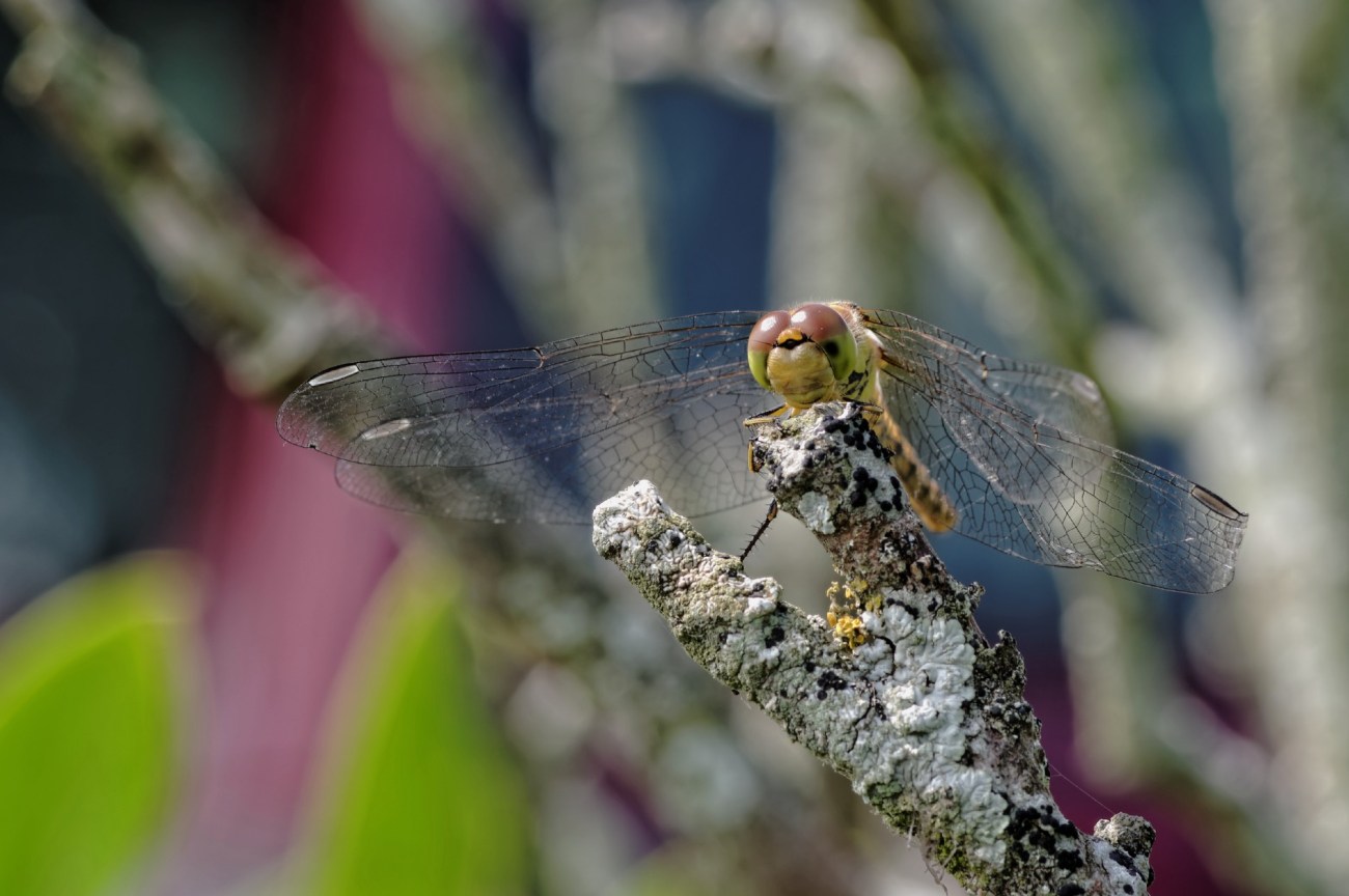 Libellule (Sympetrum striolatum), faune et flore