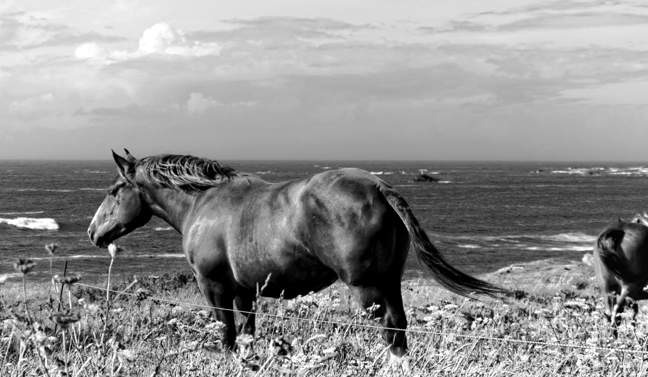 IMGP7735DxO-blog_DxOFP.jpgn&b Rir400DxO-blog