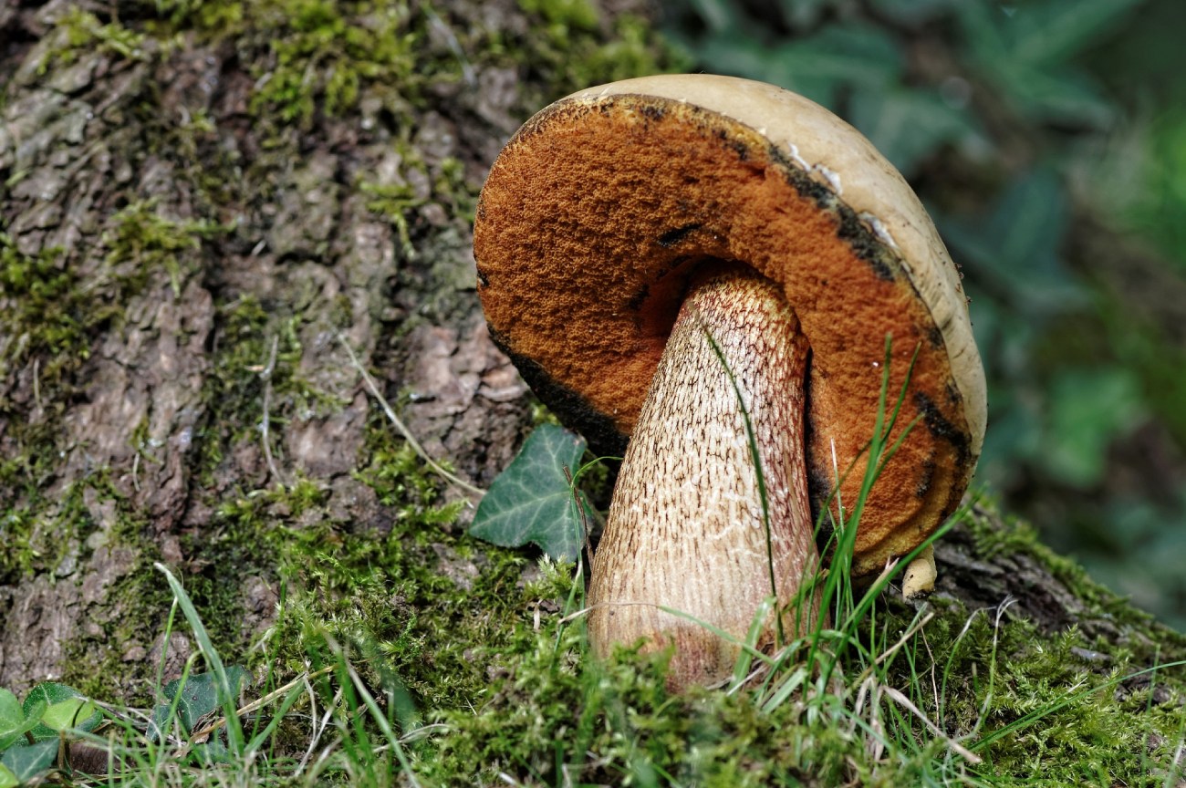 champignon, nature, faune et flore, bolet