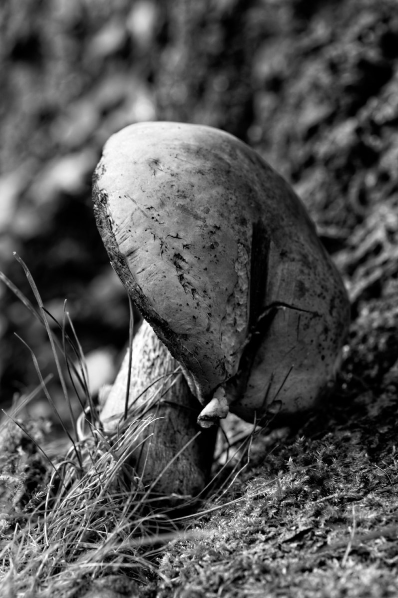 champignon, nature, faune et flore, bolet