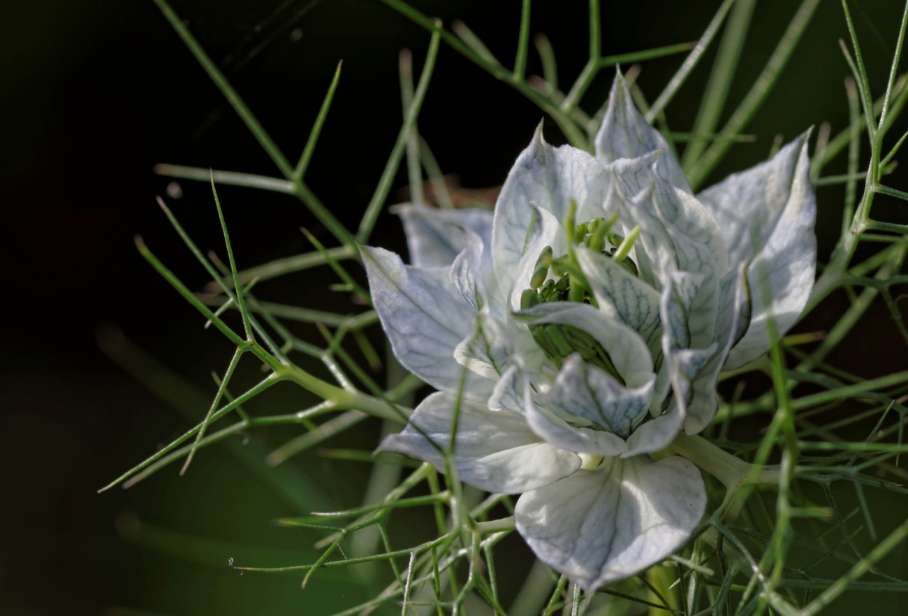 Nigelle de Damas, fleur, faune et flore, 