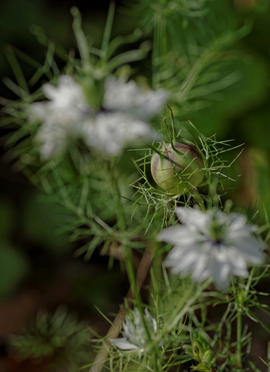 Nigelle de Damas, fleur, faune et flore, 