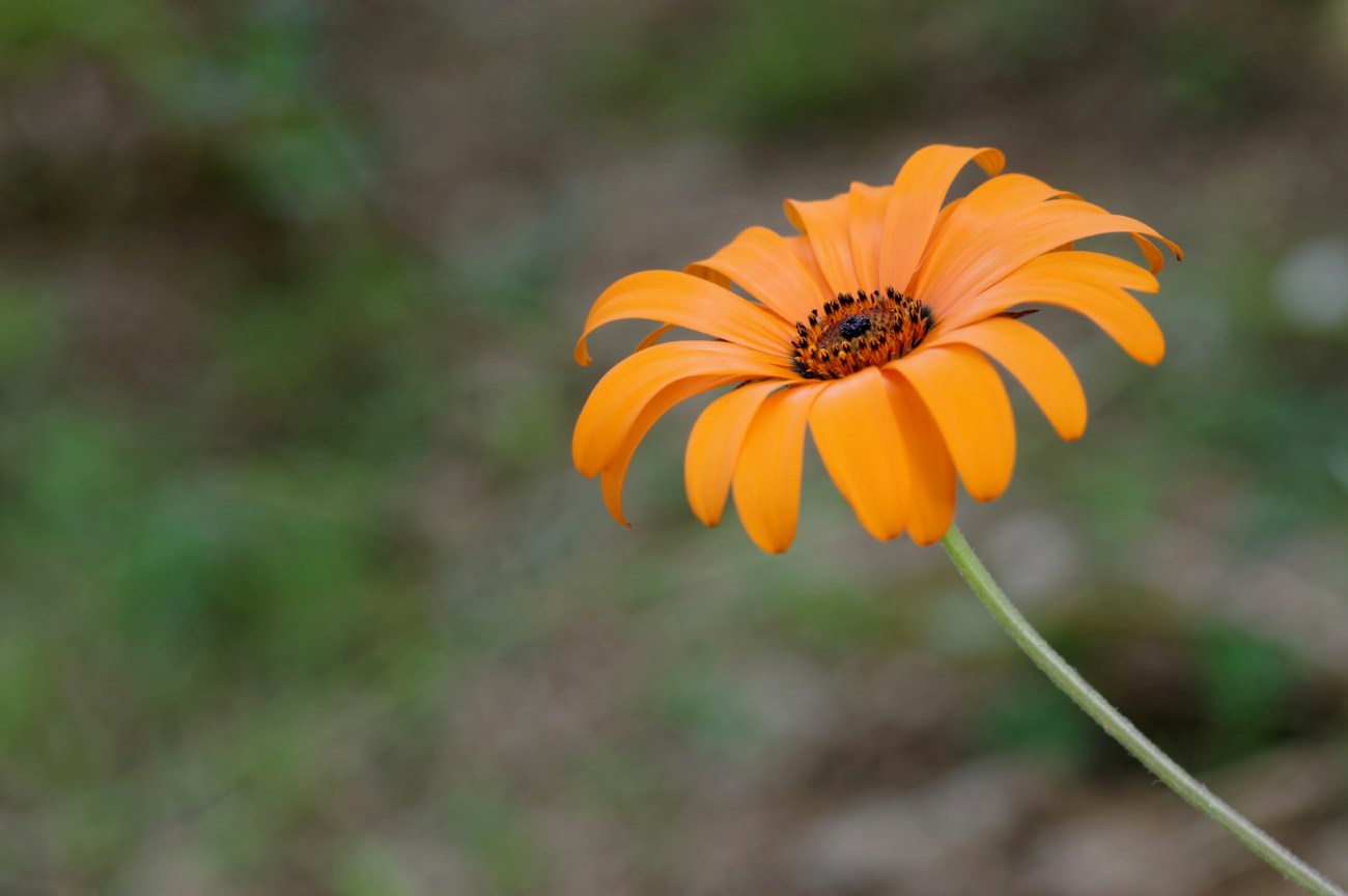 fleur, orange, faune et flore, 
