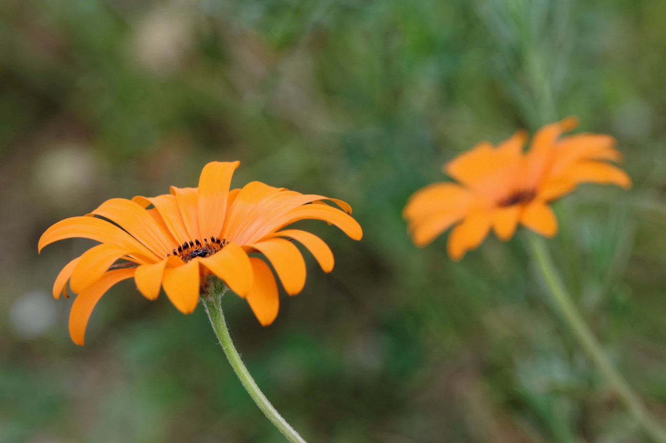 fleur, orange, faune et flore, 