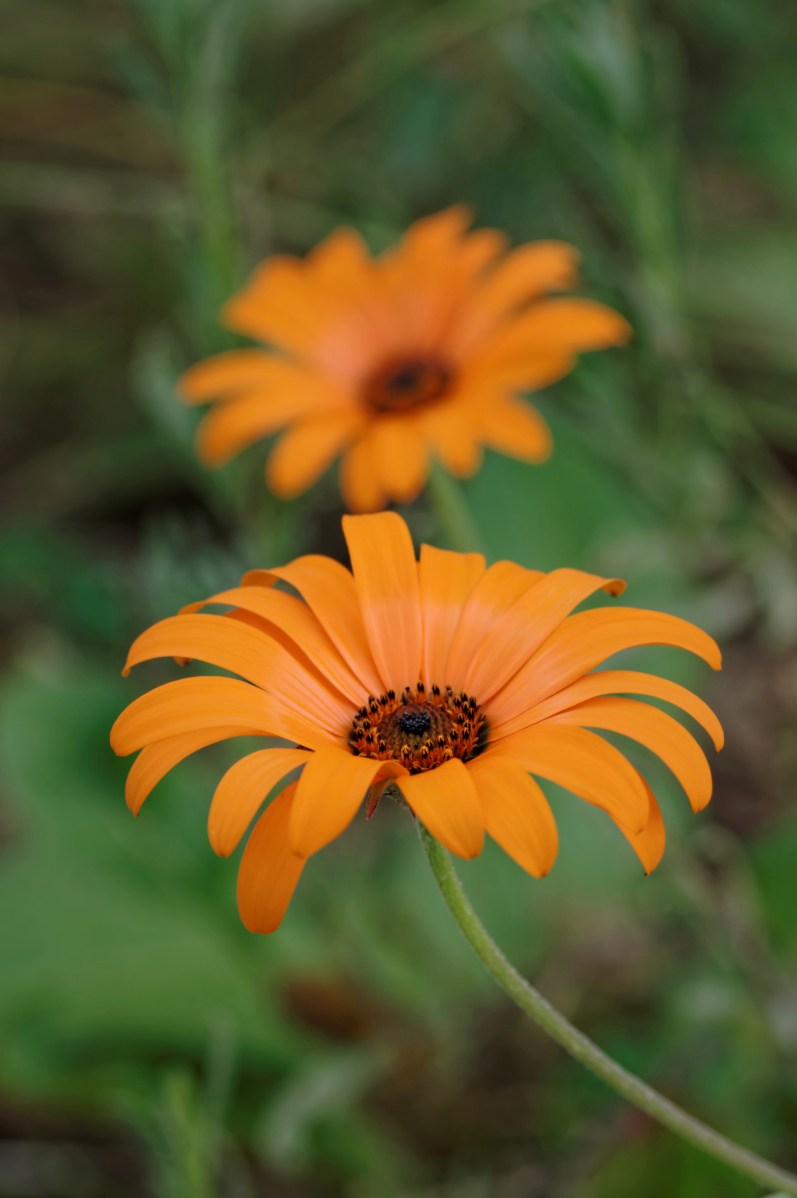fleur, orange, faune et flore, 