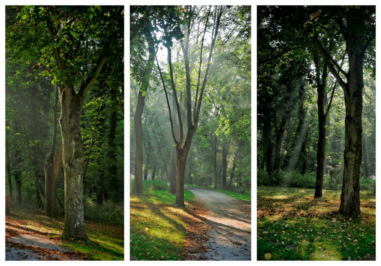 sous-bois, rayon du soleil, 