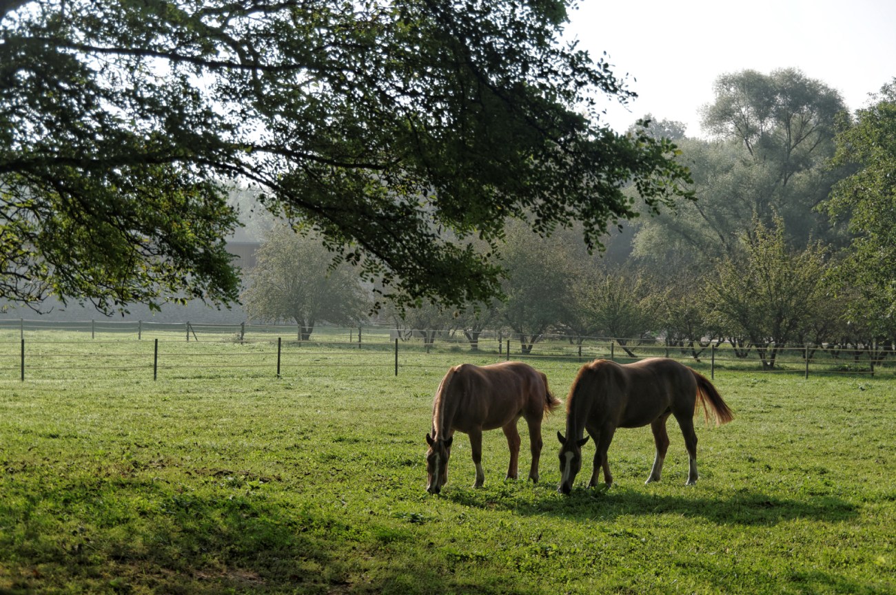 soleil levant, chevaux, 