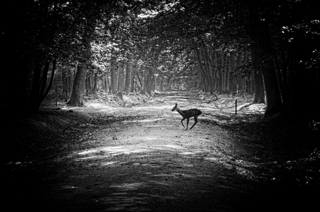 biche,  Espace Rambouillet, noir et blanc, 