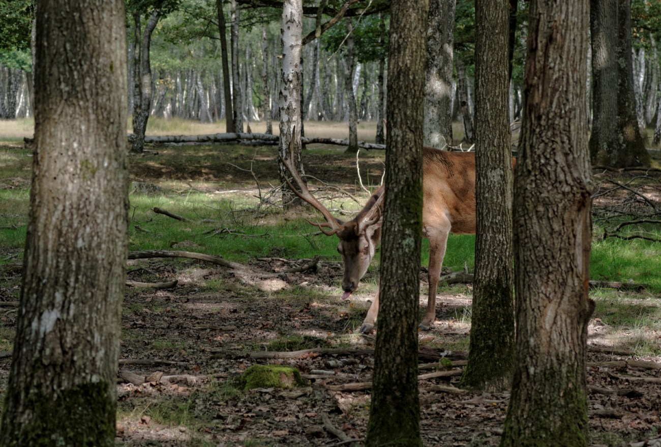 cerf, Rambouillet, nature, faune et flore cerf, Rambouillet, nature, faune et flore