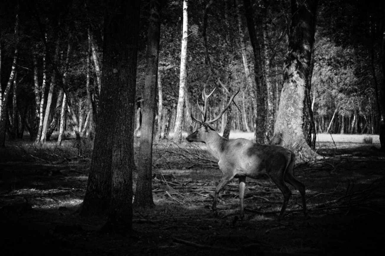 cerf,  Espace Rambouillet, noir et blanc, 