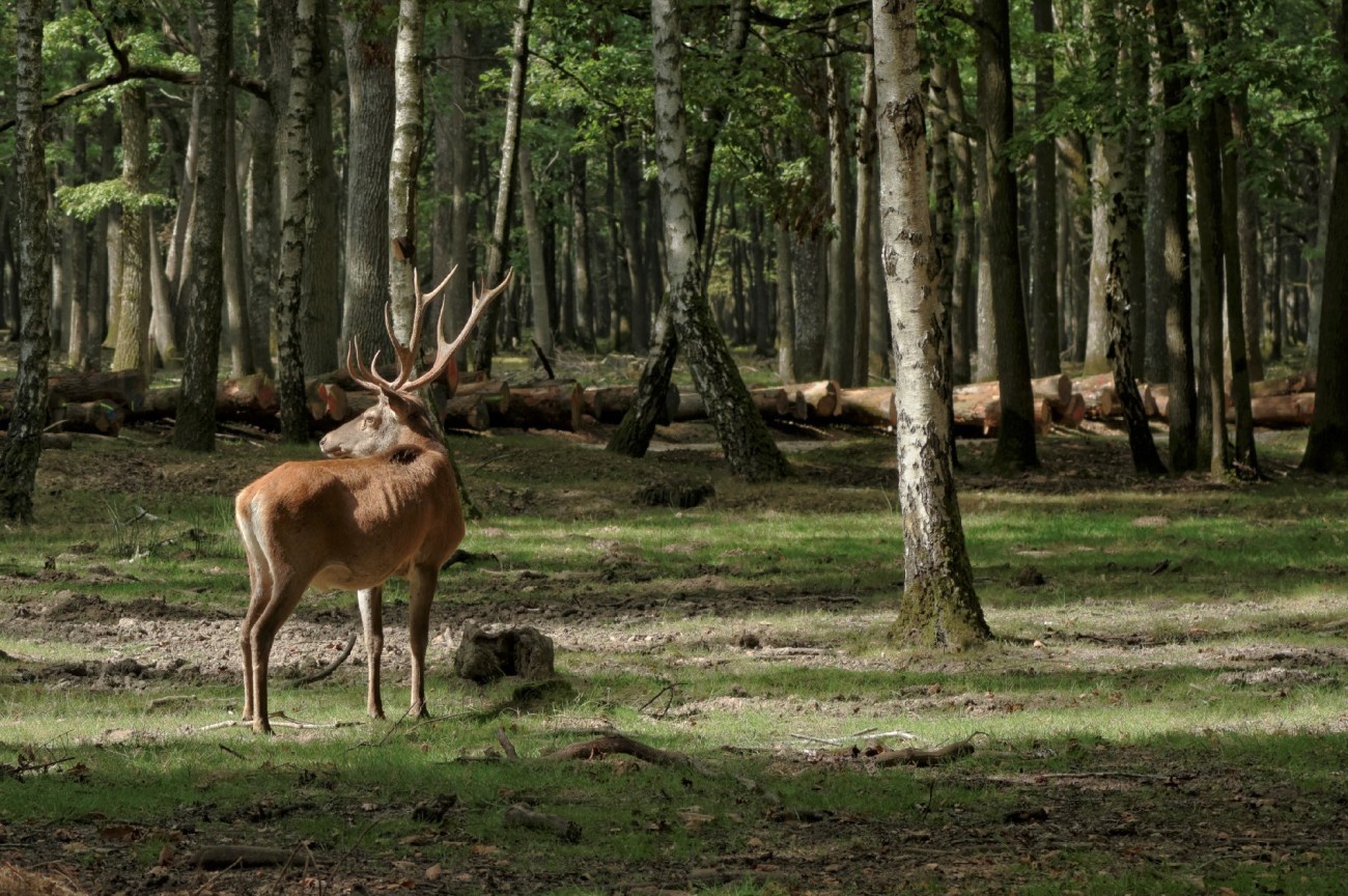 cerf, Rambouillet, nature, faune et flore cerf, Rambouillet, nature, faune et flore