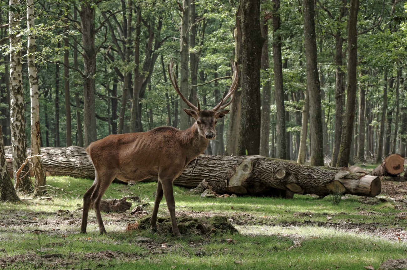 cerf, Rambouillet, nature, faune et flore cerf, Rambouillet, nature, faune et flore