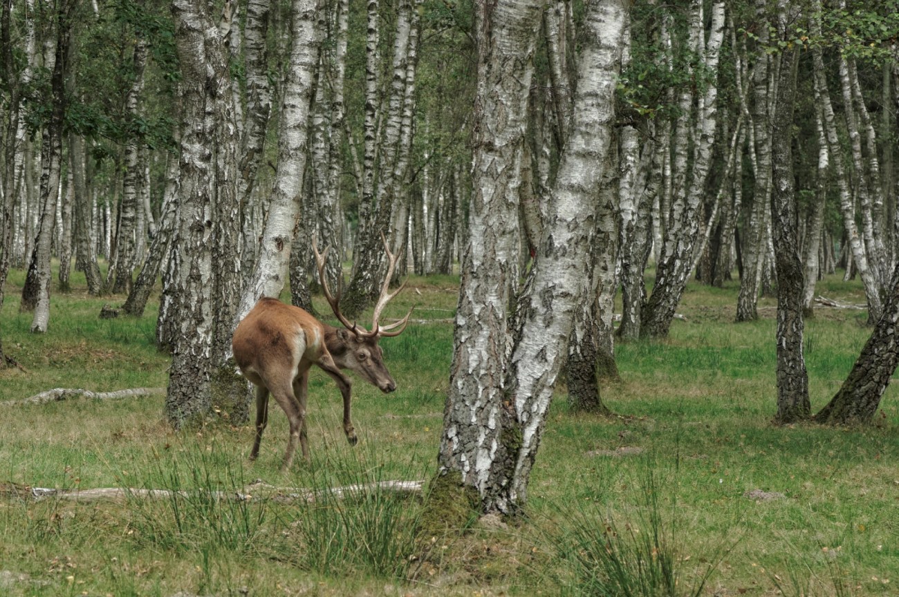 cerf, Rambouillet, nature, faune et flore cerf, Rambouillet, nature, faune et flore