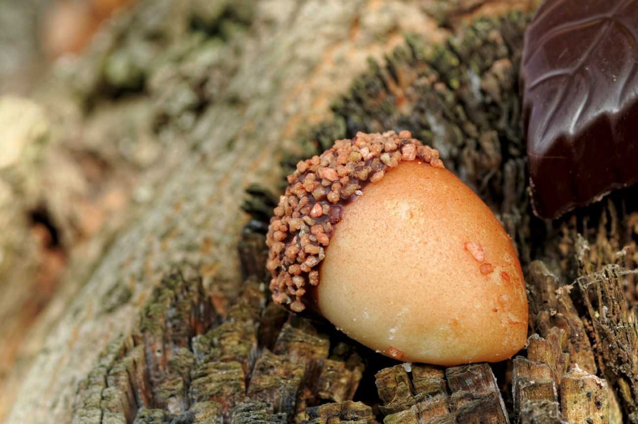  friandise, gland pâte d'amande, douceur, chocolat, automne, nature morte