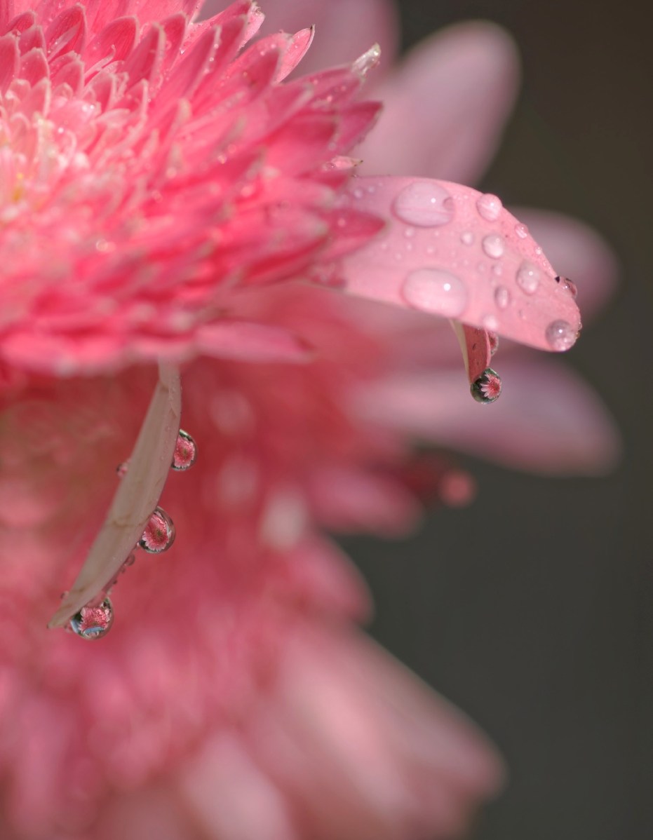 macro, goutte, reflet d'une fleur dans une goutte, rose, 