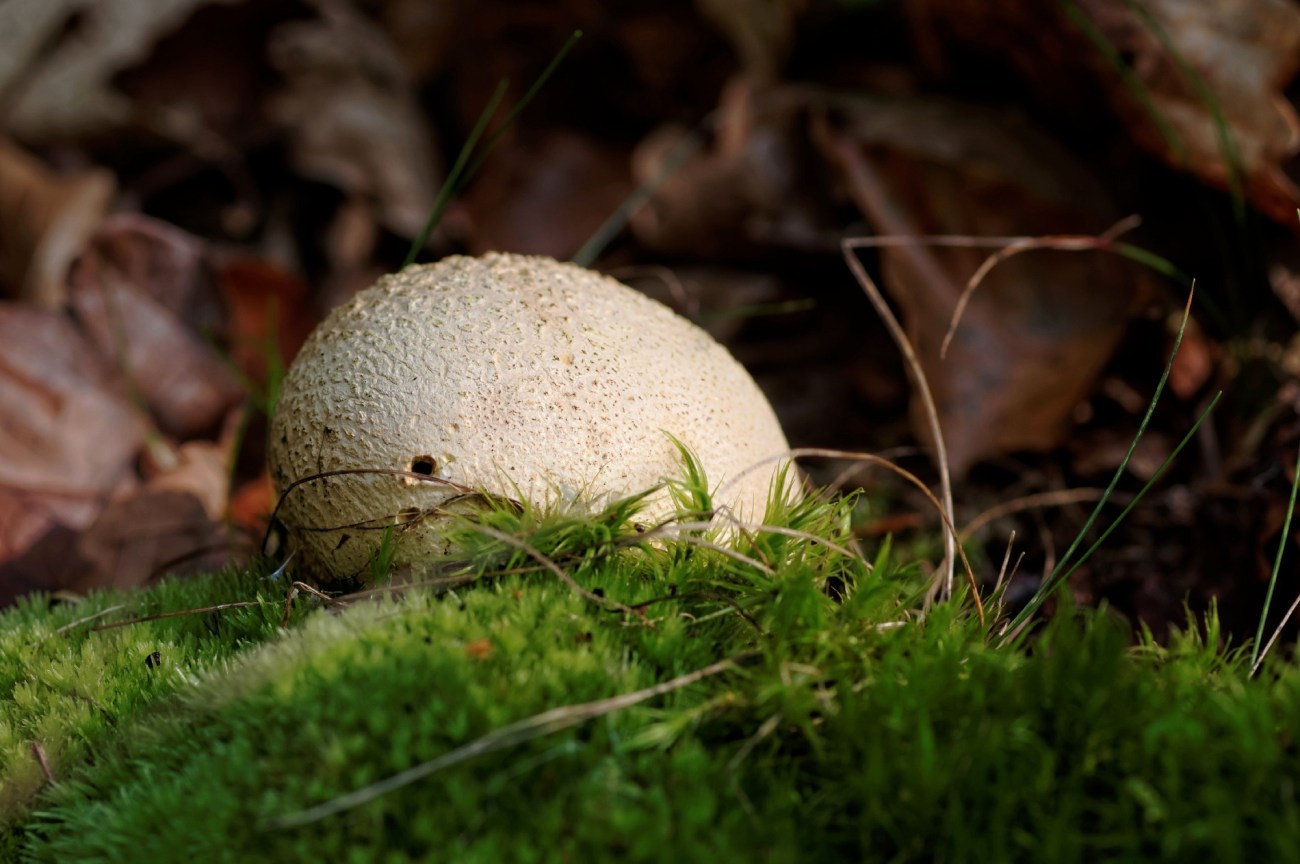 champignon, bois, mousse, vesse de loup