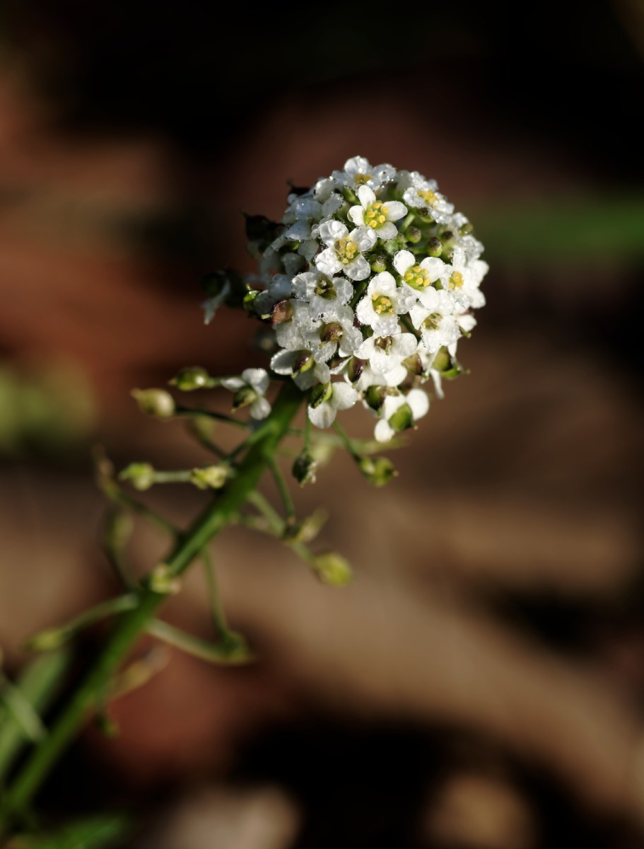 fleur, rosée, gouttes, nature,