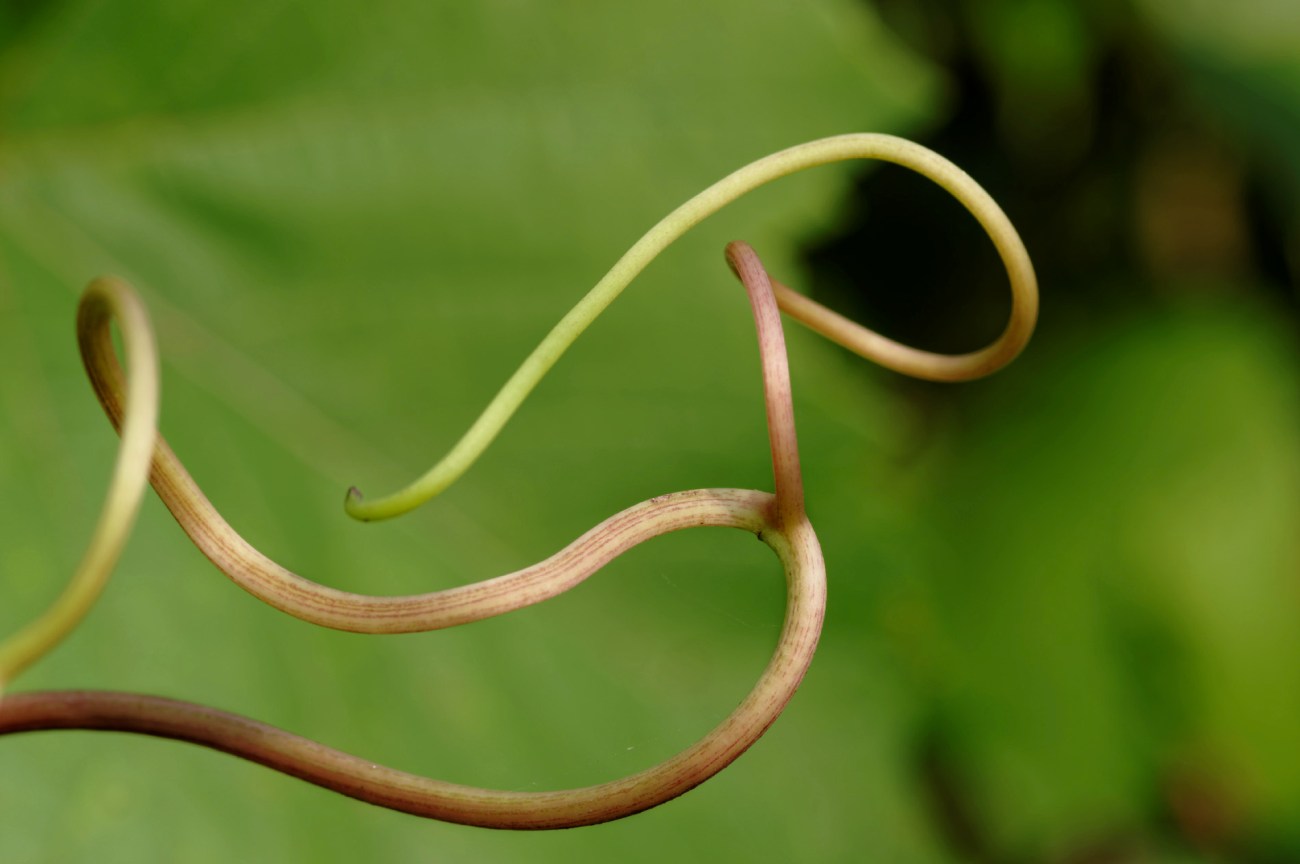 faune et flore, nature, vrille, vigne, 