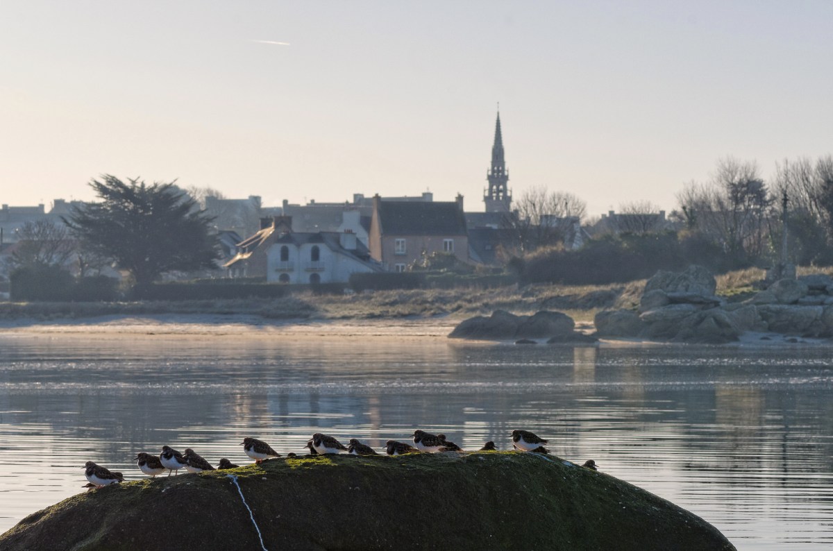 baie de Guissény, oiseaux au soleil, rochers, clocher, Guissény, finistère, bretagne