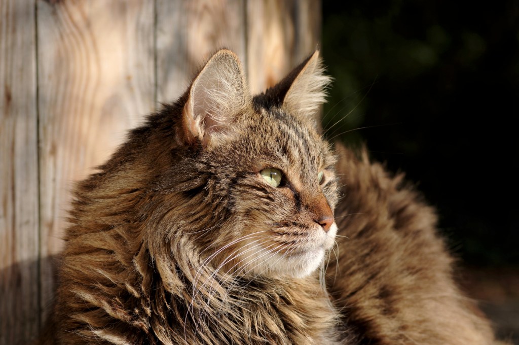 anaximandre, chat, chat angora turc