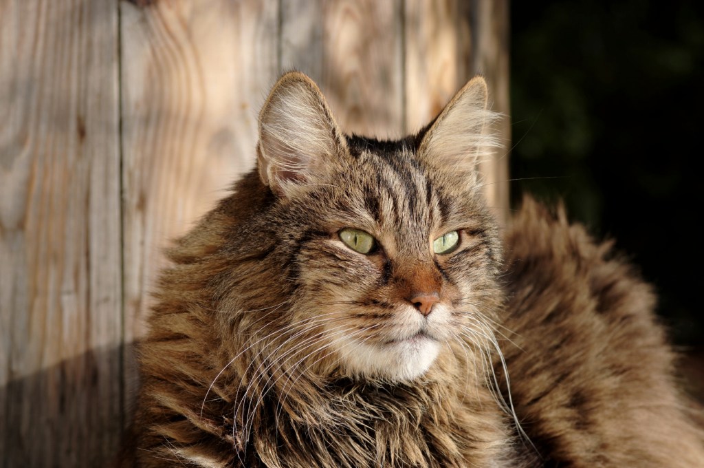 anaximandre, chat, chat angora turc