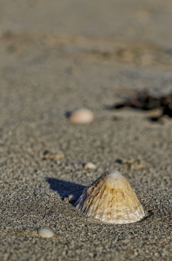 coquillage, chapeau chinois, patelle, brennig, baie de Guissény,Guissény, bretagne, finistère