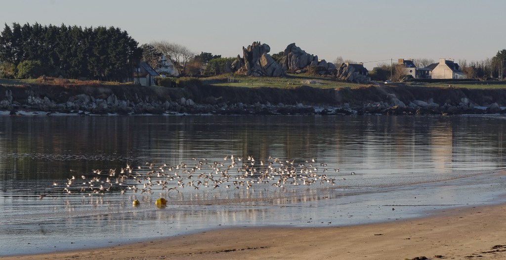baie de Guissény, Barrachou, rochers, oiseaux de bord de mer, tourne pierre, Guissény, bretagne, finistère