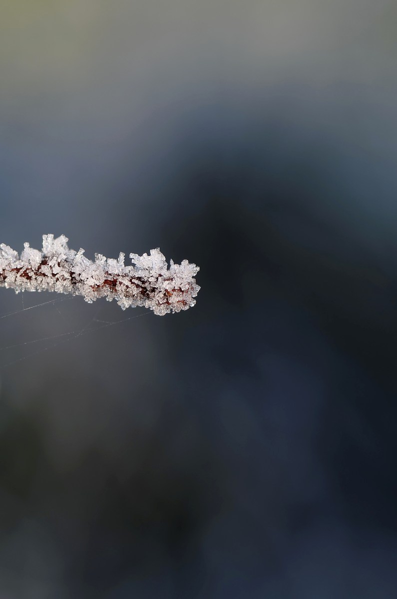 givre, froid, critaux de givre, macro, bretagne, finistère, Guissény