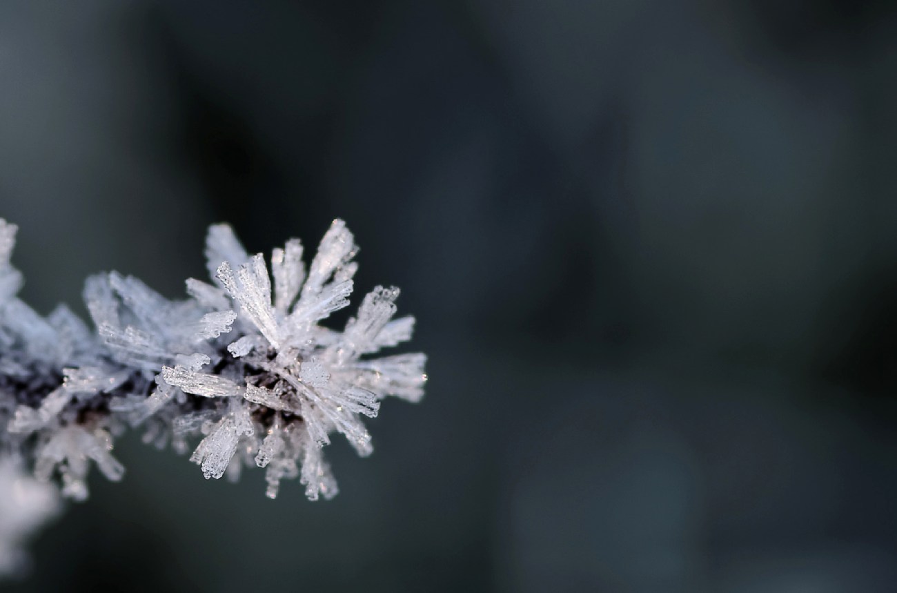 givre, froid, critaux de givre, macro, bretagne, finistère, Guissény