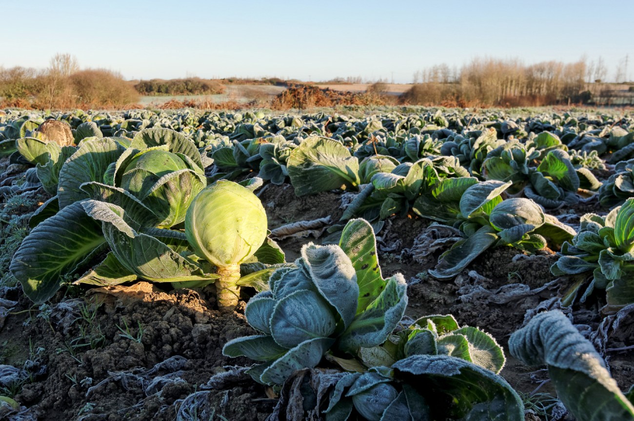 champs de choux, choux gelés, Guissény, bretagne, finistère, légumes
