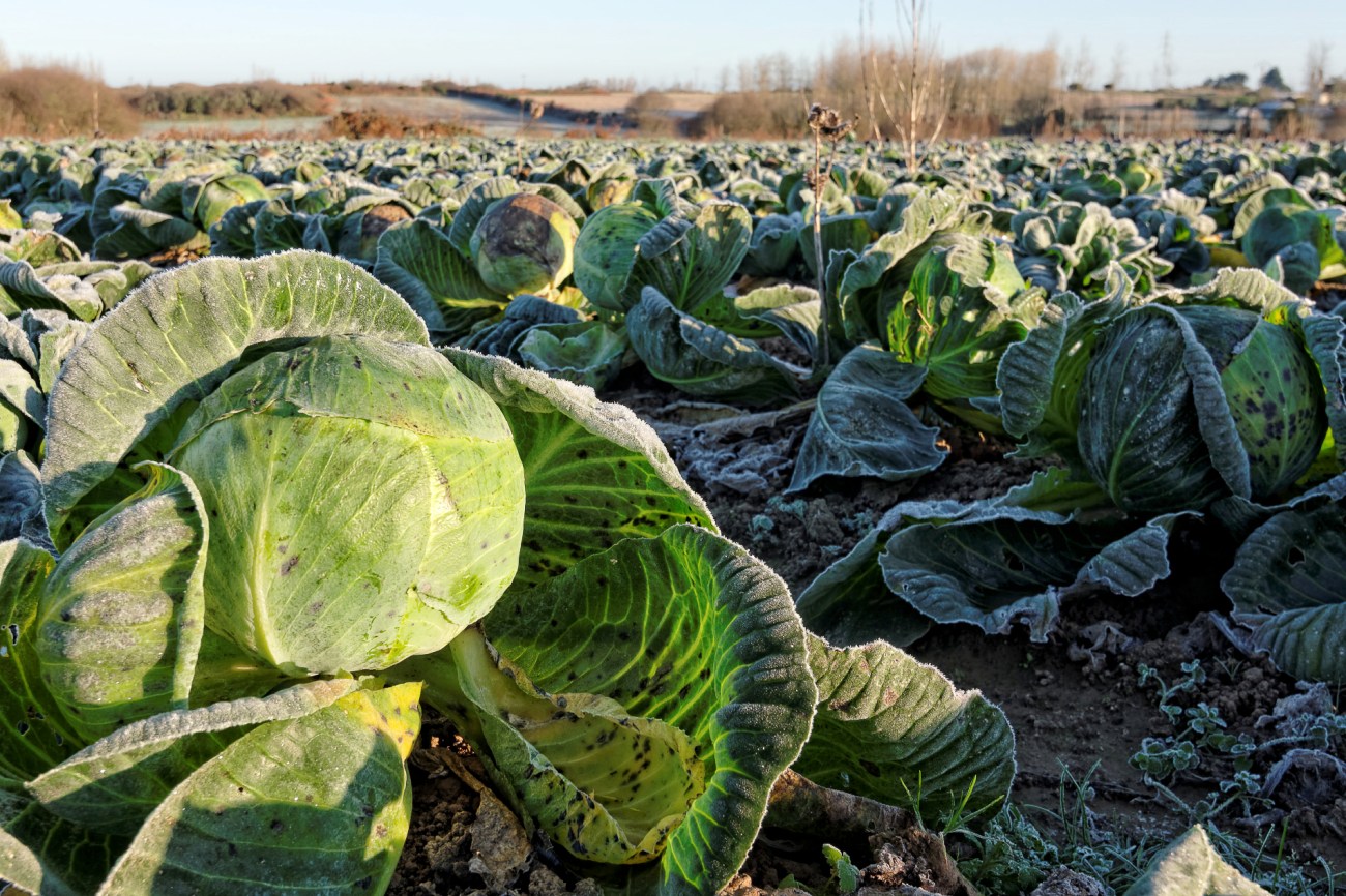 champs de choux, choux gelés, Guissény, bretagne, finistère, légumes