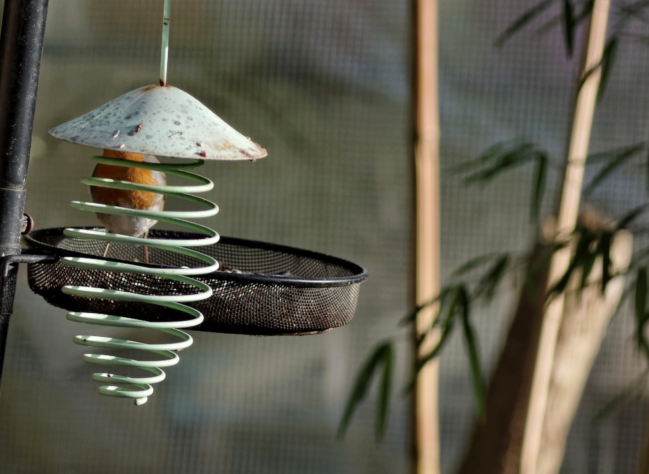 oiseau, rouge-gorge, faune et flore, 