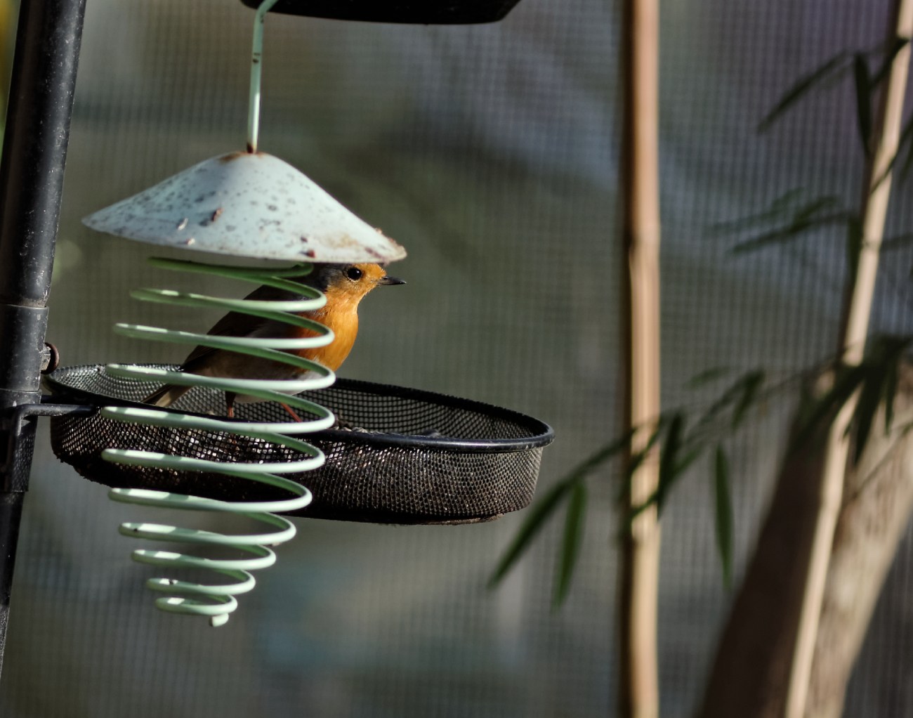 oiseau, rouge-gorge, faune et flore, 