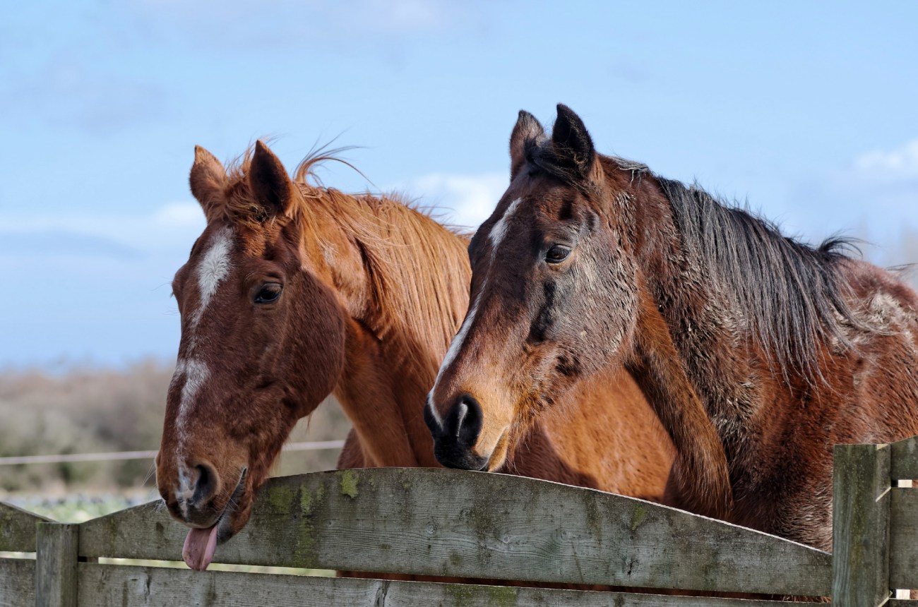 chevaux, Guissény, équitation, bretagne, 