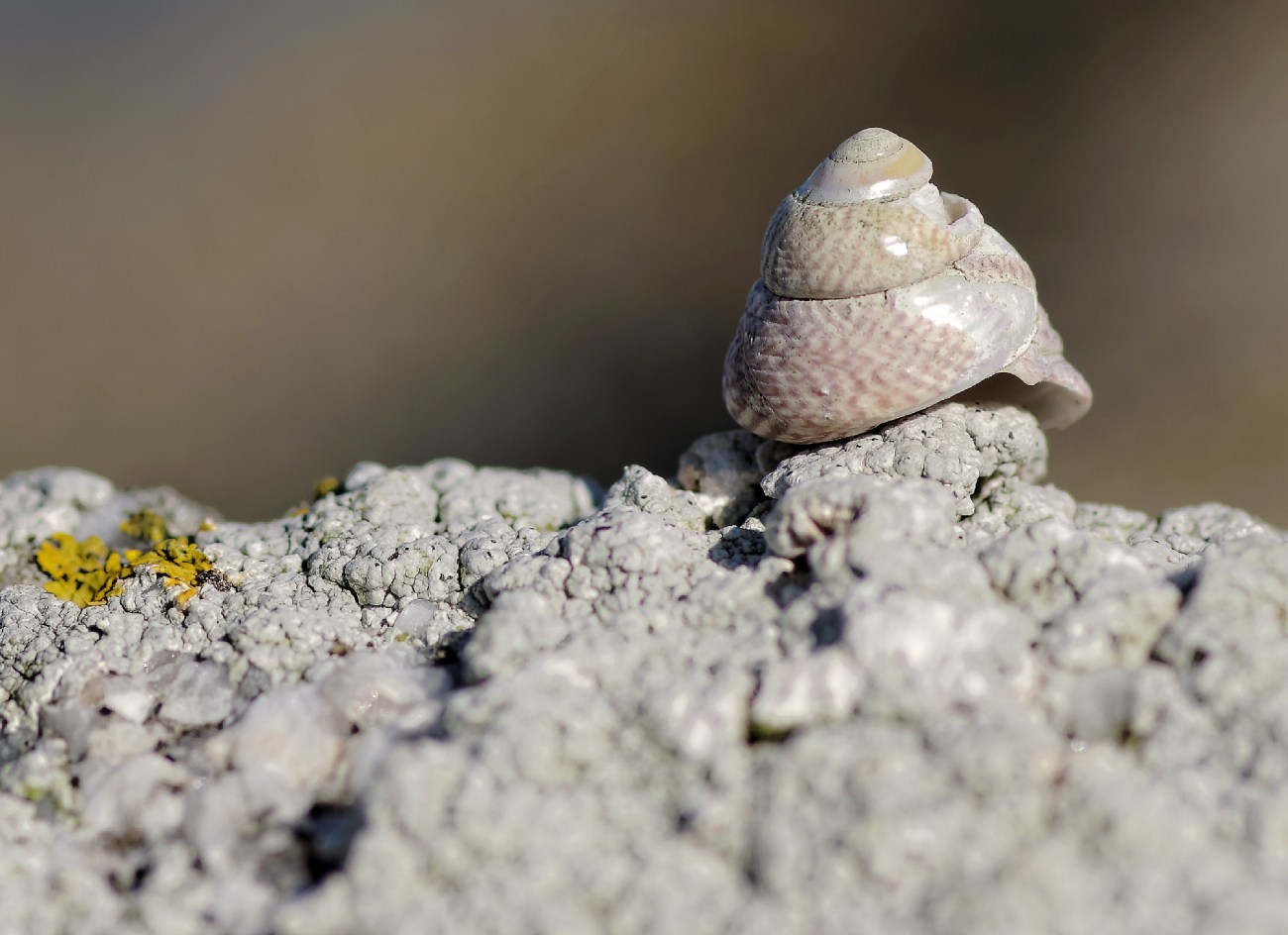 coquillage, rochers, finistère, bretagne, Guissény