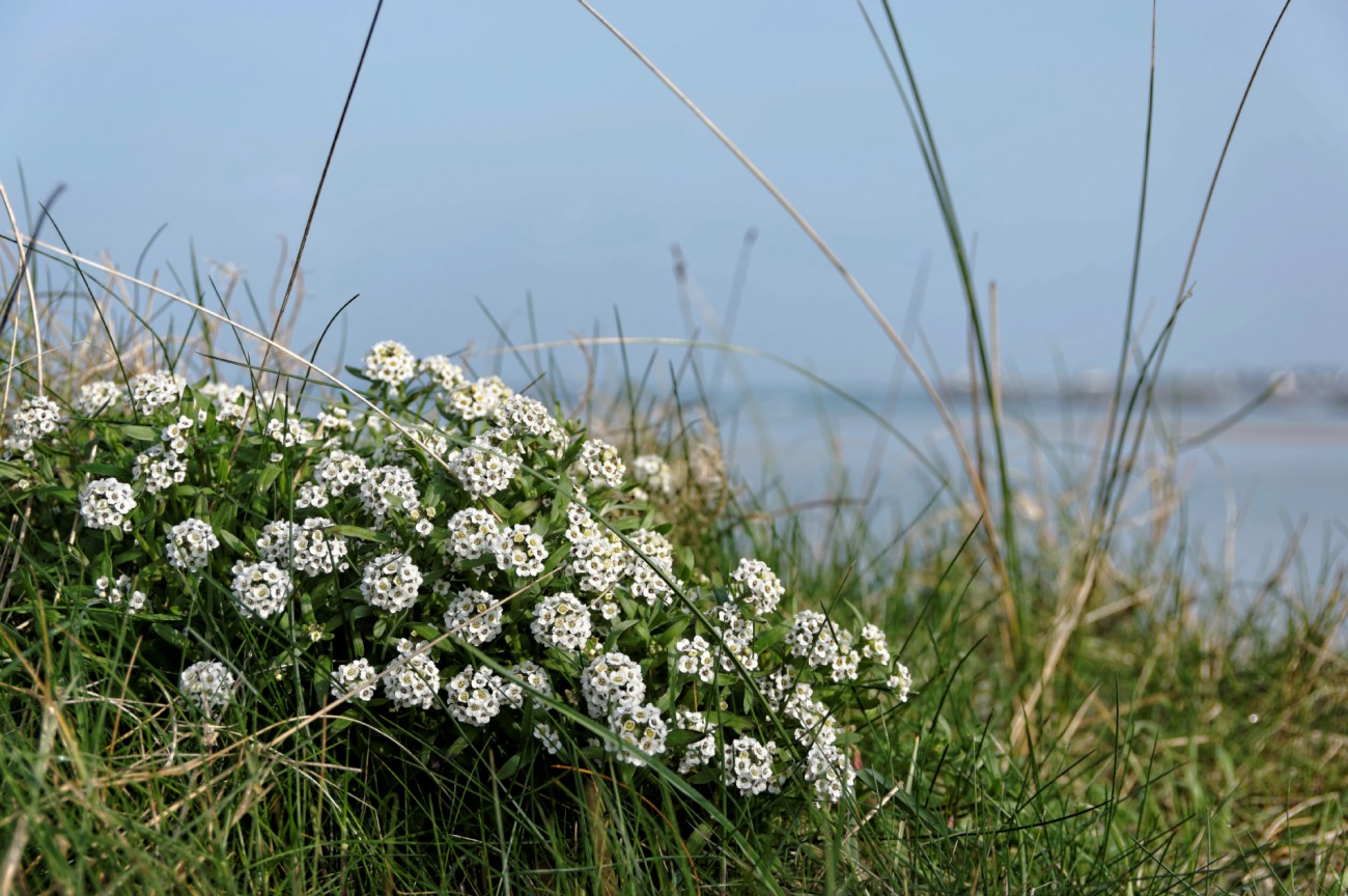 ça sent le printemps, fleurs le long du chemin de la digue au Curnic DxO-blog