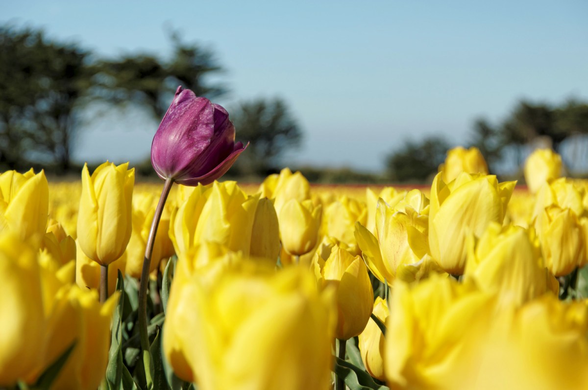 champs de tulipes à la Torche, Plomeur, finistère, bretagne