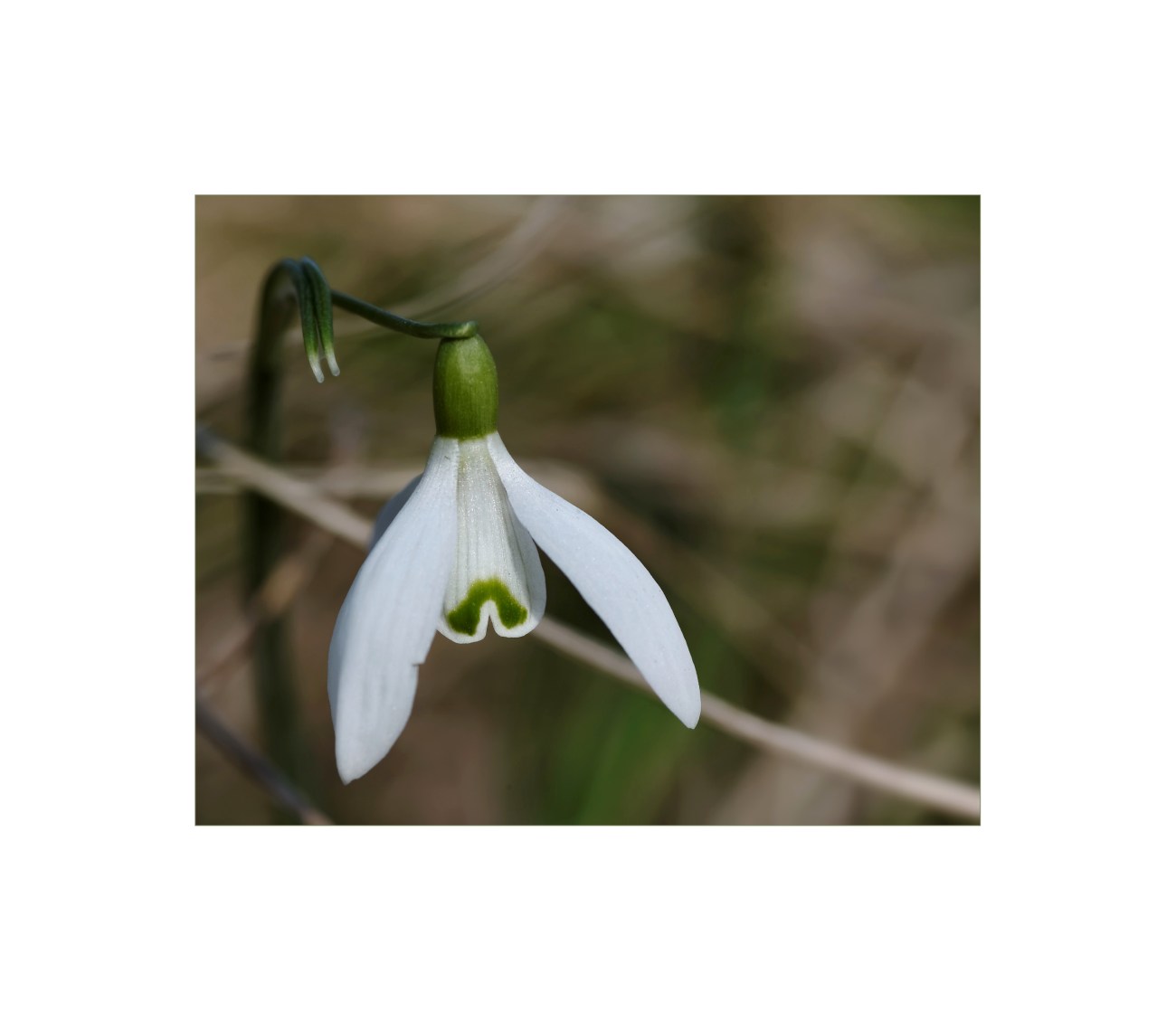 Perce-Neige, Galanthus nivalis, fleur, faune et flore,