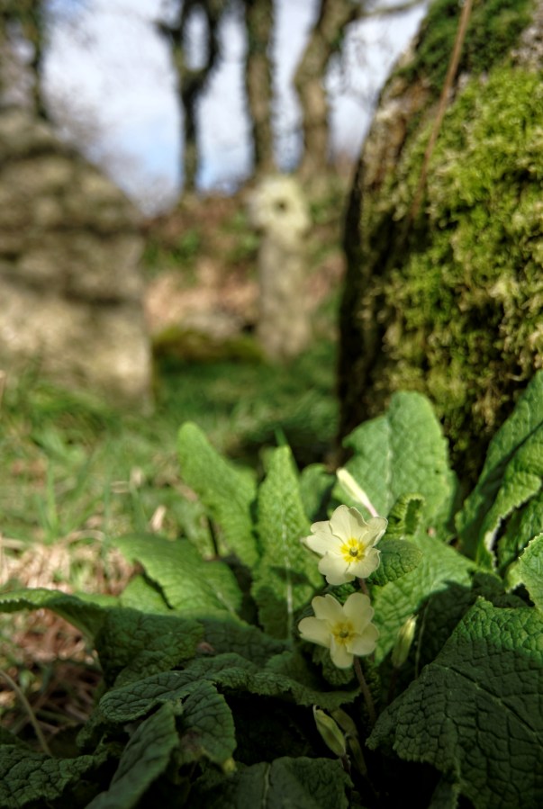  Croaz Toull de Frout Creiz,  Guissény, haut moyen âge, finistère, Bretagne