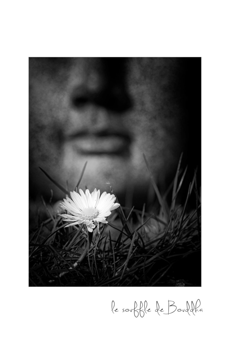 Bouddha, fleur, zénitude, pâquerette, noir et blanc