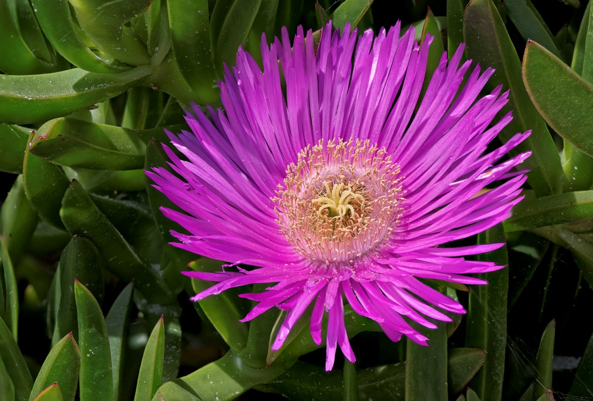 focus stacking fleur griffe de sorcière, Carpobrotus edulis,  griffe de sorcières, figues marines 
