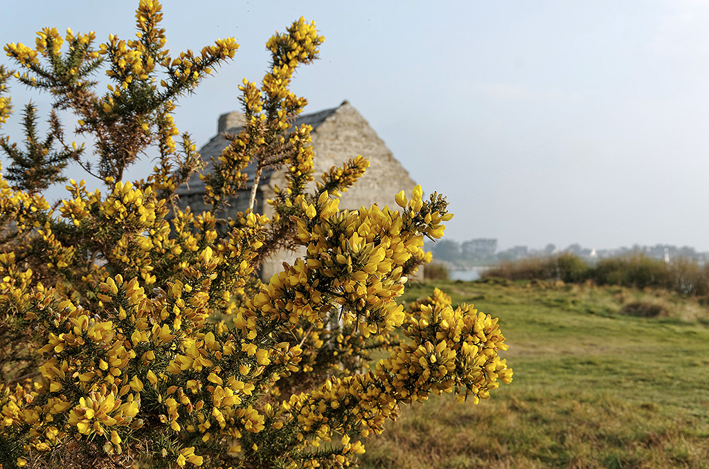 corps de garde, corps de garde de Guissény, baie de Guissény, bretagne, finistère, ajoncs d'or corps de garde, corps de garde de Guissény, baie de Guissény, bretagne, finistère, ajoncs d'or