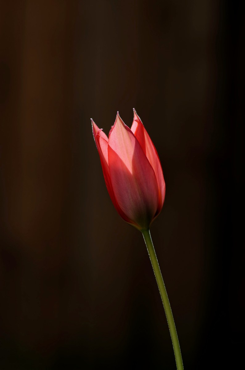 tulipe, tulipe rose, tulipe fermée, fleur, contre jour