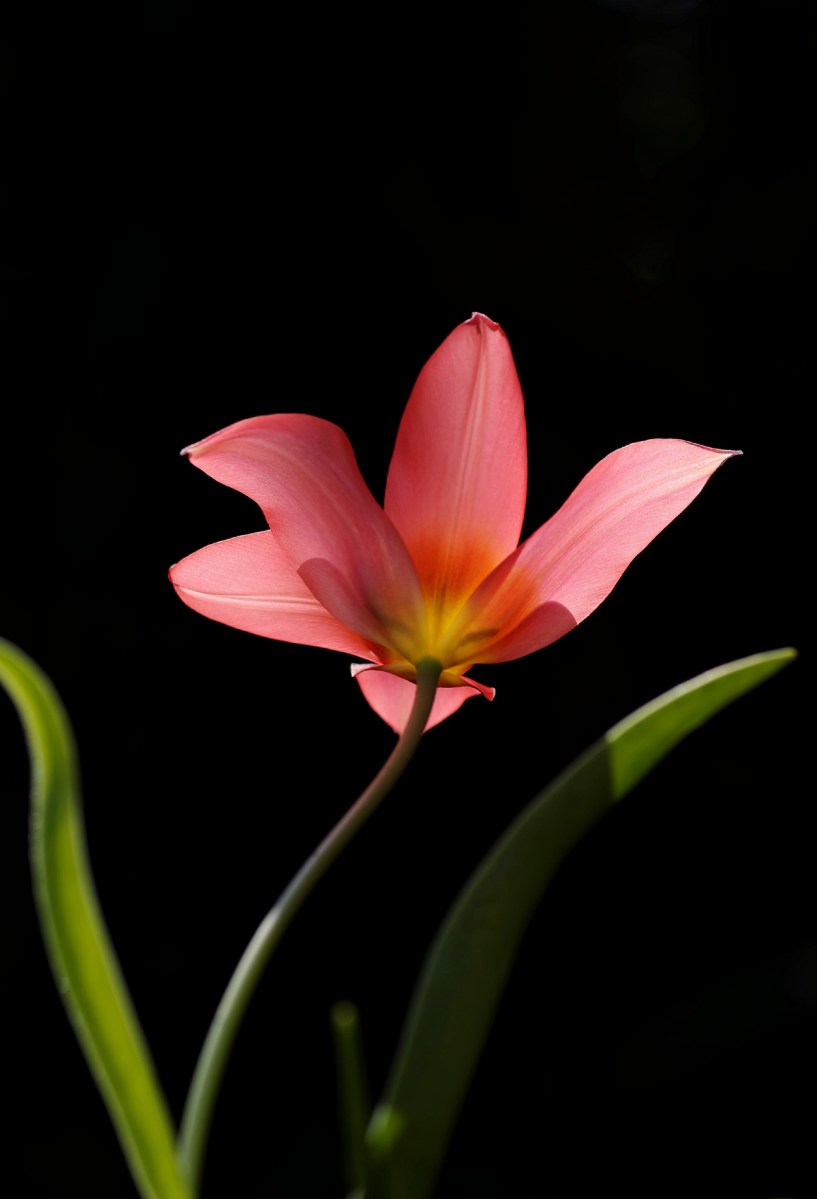 tulipe, tulipe rose, tulipe ouverte, contre jour,  fleur 