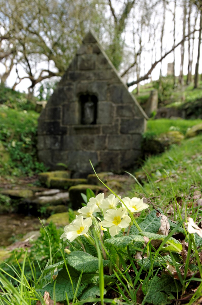 primevères sauvages à la fontaine St-GildasDxO-blog, primevères sauvages primula vulgaris, finistère, bretagne