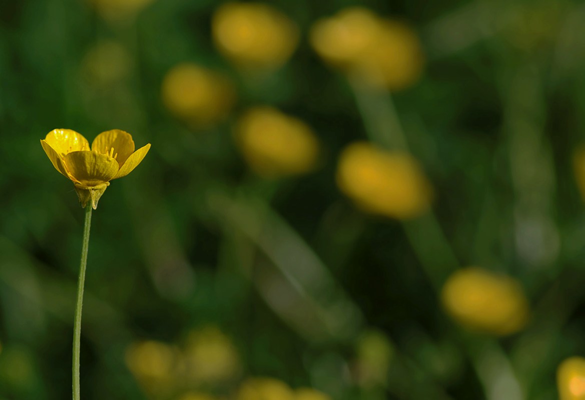 renoncule, bouton d'or, fleur, macro,  smc PENTAX D-FA MACRO 100mm f/2.8 WR