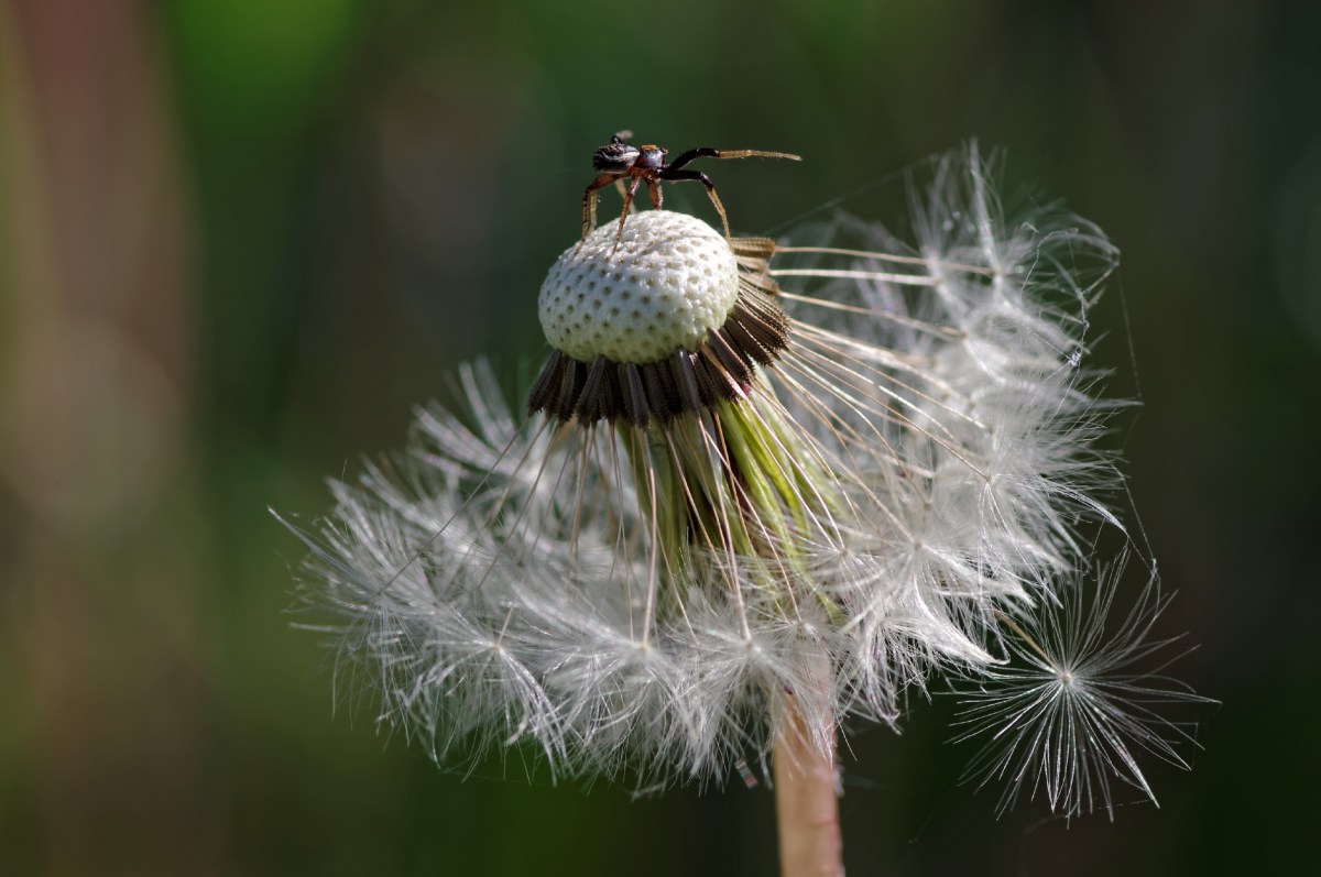 macro, araignée, pissenlit, akènes