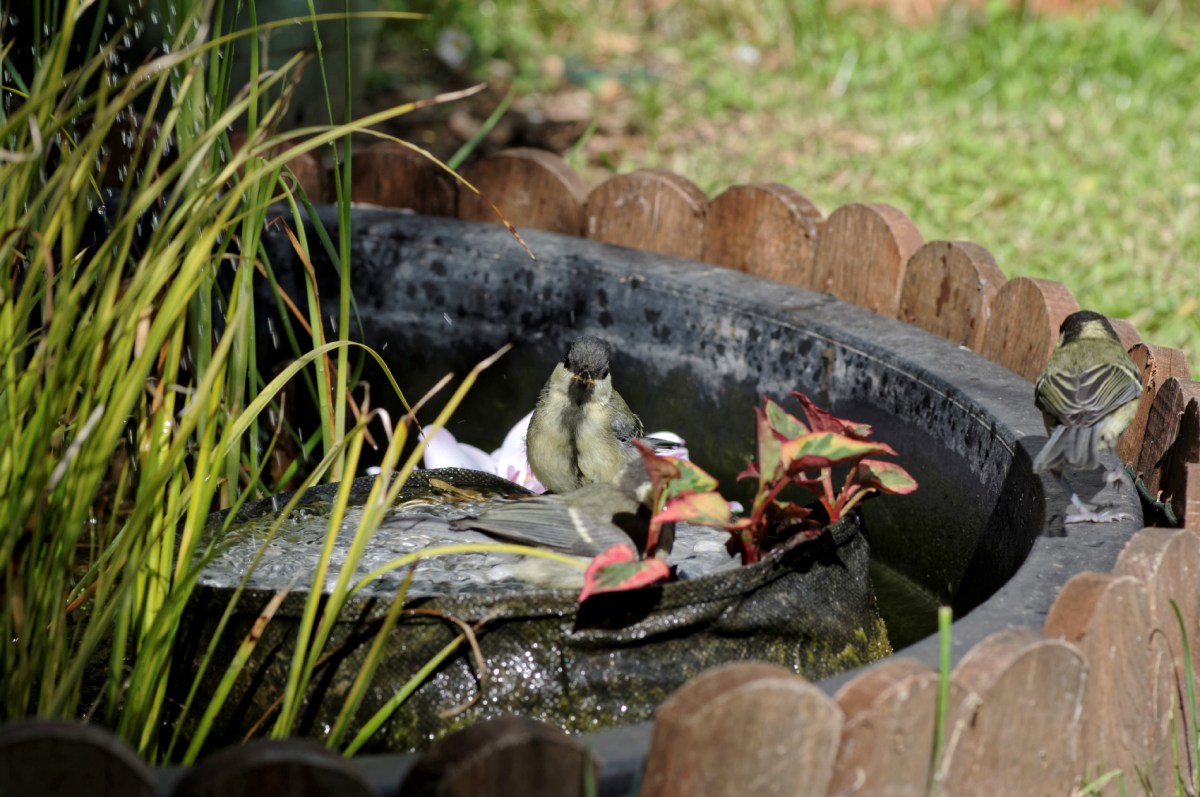 mésanges charbonnières, bain des mésanges, oiseaux du jardin, 
